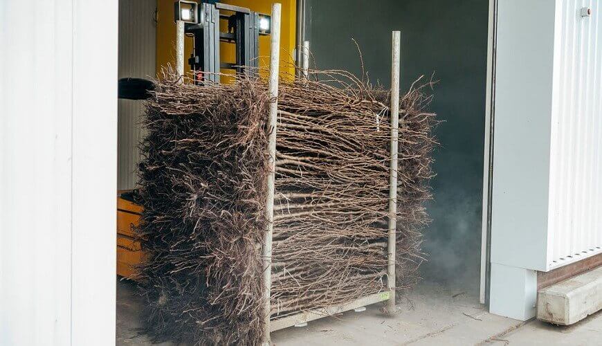Bomen en planten opslag