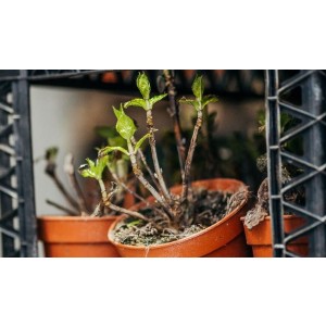 Opslag planten