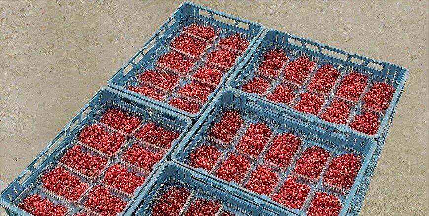 zachtfruit geconditioneerd opgeslagen