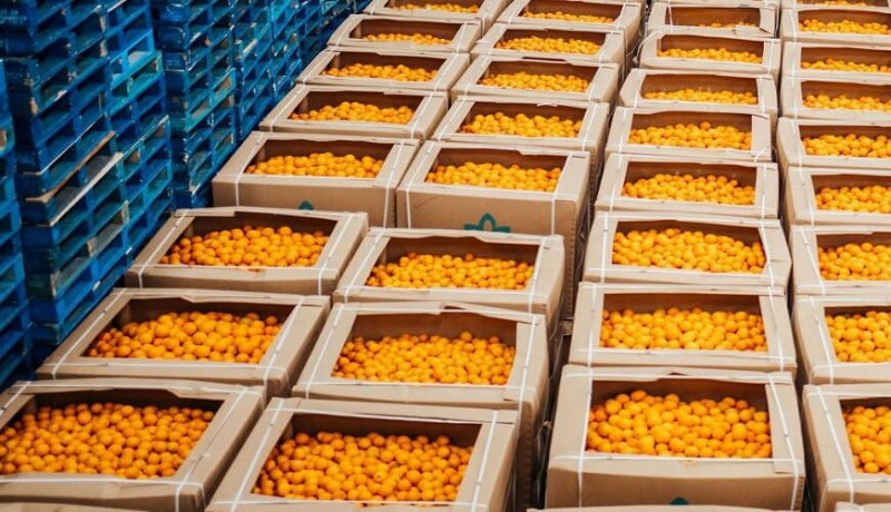 Koelopslag sinaasappels